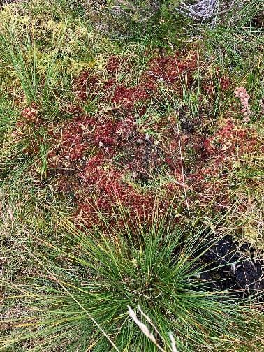 A close-up of a grass field

Description automatically generated