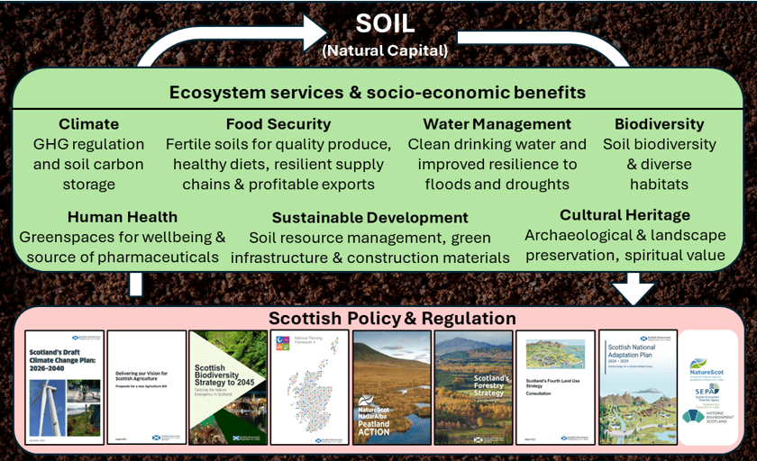 A diagram illustrating the importance of soil as natural capital, shown at the top with arrows indicating flows into and out of the system. Beneath this, a large green panel lists ecosystem services and socio-economic benefits provided by soil, grouped into categories: climate (greenhouse gas regulation and carbon storage), food security (supporting fertile soils, healthy diets, and resilient supply chains), water management (clean drinking water and flood and drought resilience), biodiversity (supporting diverse habitats), human health (greenspaces and pharmaceuticals), sustainable development (resource management and green infrastructure), and cultural heritage (archaeological preservation and spiritual value).
Below this section, a row labeled Scottish Policy & Regulation displays a series of policy documents and strategies including Scotland climate change plan, Vision for Scottish Agriculture, The Biodiversity Strategy, National Planning Framework 4, Peatland Action, Scotland’s Forestry and Land Use strategies and the Scottish National Adaptation plan. Scottish Agencies NatureScot, SEPA and Historic Environment Scotland are also listed. The background resembles soil texture, reinforcing the theme.