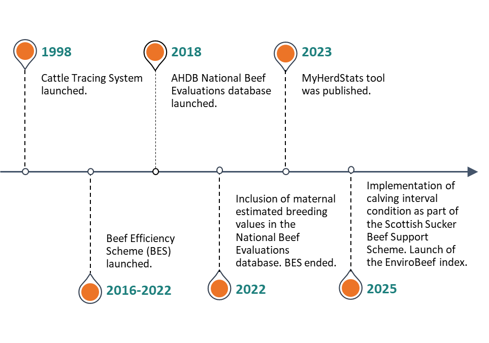 Timeline of livestock lifetime productivity initiatives: 1998 Cattle Tracing System launched; 2005 EGENES established; 2016-2022 Beef Efficiency Scheme (BES) launched; 2018 AHDB National Beef Evaluations database launched; 2022 inclusion of maternal estimated breeding values in the National Beef Evaluations database. BES ended; 2023 MyHerdStats tool published; 2025 implementation of calving interval condition as part of the Scottish Sucker Beef Support Scheme, launch of the EnviroBeef index.